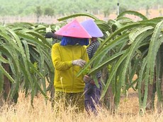 Video: Giải mã thành công sản xuất lương thực Bình Thuận mùa dịch
