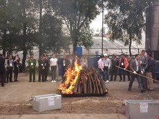 Clip: Tiêu hủy hơn 2 tấn ngà voi và 70kg sừng tê giác