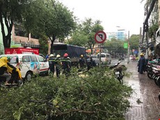 Clip: Cây xanh bật gốc trúng người đi đường ở TP.HCM