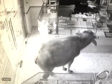 Clip: Trâu húc người, quậy phá tiệm vàng ở TP Thái Nguyên