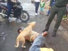 Cảm động chú chó quyết bảo vệ chủ nằm giữa đường