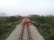 Tàu hỏa đâm chết đàn trâu thả rông băng ngang đường ray