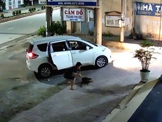 Phẫn nộ đi ô tô trộm chó trong chớp mắt