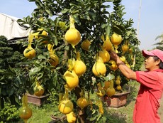 Cận cảnh: Đặc sản bưởi Diễn đổ bộ TP.HCM đón Tết