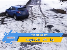Video: Khoảnh khắc chó cứu bạn khỏi bánh xe tử thần