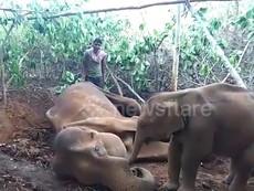 Video: Rớt nước mắt cảnh voi con lay xác voi mẹ