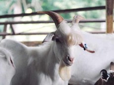 Dê nổi tiếng vì đẹp trai như ngôi sao Hàn Quốc