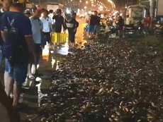 Người dân giúp tài xế xe tải bị lật gom gần 3 tấn cá
