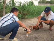Điều tra: Các xới gà nhan nhản ở vùng ven TP.HCM