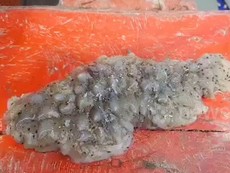 Video: Phát hiện sinh vật kỳ dị ở vịnh Thái Lan