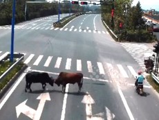 Video: Hai con bò nhà kéo nhau ra giao lộ đại chiến
