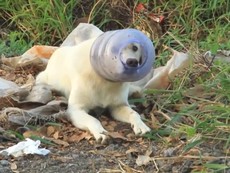 Giải cứu chú chó bị kẹt đầu 5 ngày trong thùng nhựa