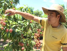 Video: Người dân Đắk Lắk phát triển kinh tế nhờ cây vải thiều