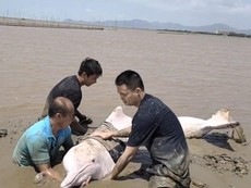 Giải cứu cá heo bạch tạng quý hiếm mắc kẹt ở bờ sông
