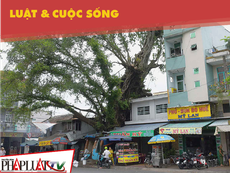 Cả khu dân cư “ngán” cây da cổ thụ bị nghiêng