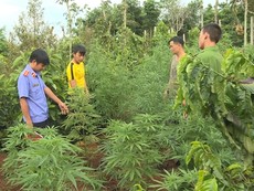 Trồng cần sa, hai anh em sinh đôi bị bắt