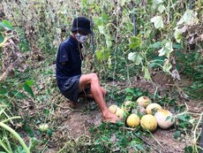 Dưa lưới để đến thối vì không bán được trong dịch COVID-19