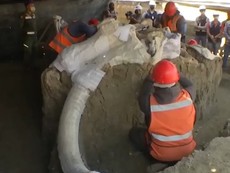 Phát hiện 200 bộ xương voi ma mút ở sân bay Mexico