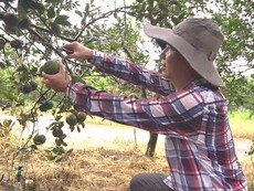 Tỷ phú trẻ tiết lộ bí quyết ép cam đẻ trái nghịch mùa