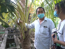 Video: Cây trong vườn ông Hai Nghĩa cũng được đeo khăn tang