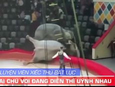 Voi uýnh nhau, HLV bất lực, khán giả chạy tứ tán