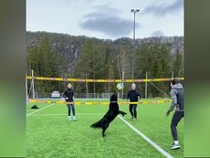 Dạy thú cưng thành tay chuyền hai nhà nghề 