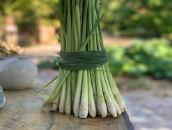 Chẳng phải bỗng dưng cây sả lên ngôi mùa dịch 