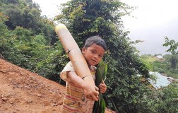 Người dân Trà My hái gần 10 tấn rau rừng gửi vùng dịch Đà Nẵng