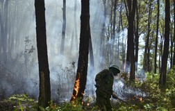 Nguy cơ cháy rừng cấp V, Phó Thủ tướng có Công điện khẩn