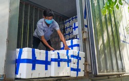  Người Đà Nẵng thuê xe tải, đội nắng mua vải thiều hỗ trợ nông dân Bắc Giang