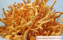 Không cần là 'đại gia' cũng ung dung dùng Đông trùng hạ thảo