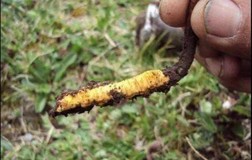 Sự thật và lời đồn 'Thượng phẩm Nhân gian' đông trùng hạ thảo