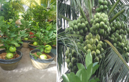 Đi Co.opmart mua cây ổi có trái giá chỉ từ 50.000 đồng