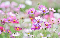 MrHoa - Shop hoa tươi tại Sài Gòn uy tín hiện nay