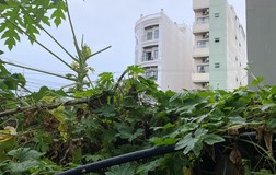 Thiếu niên rơi từ lầu 4 tại 1 chung cư ở Đà Nẵng tử vong 