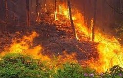 Truy tố người làm cháy 47 ha rừng bạch đàn