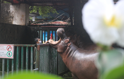 Những người '3 tại chỗ' tại Thảo Cầm Viên: Để động vật không bị đói