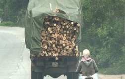 Nhiều tài xế không có bằng lái xe, chở hàng quá khổ