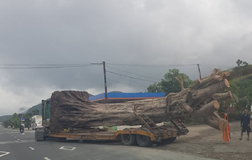 Không bằng lái, tài xế vẫn chở cây 'khủng' trên quốc lộ 1A