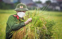 Chiến sĩ công an Yên Dũng giúp người dân bị cách ly gặt lúa