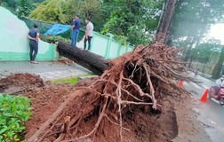 Cây cổ thụ đổ sập, đè chuồng thú trong Thảo Cầm Viên