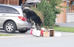 Kính xe ô tô có thể chịu nổi cú tát của gấu? 