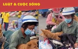 Đúng, sai chuyện Cà Mau tiêu hủy 13 chú chó theo chủ về quê