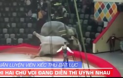 Voi uýnh nhau, HLV bất lực, khán giả chạy tứ tán