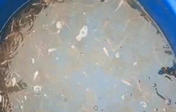 Người đi 'cứu cá' ở Cà Mau lại bị phạt khi đi chở cá giống về nuôi