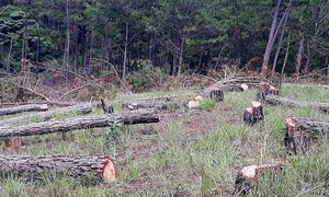 Đà Lạt: Điều tra vụ 400 cây thông ba lá bị cưa hạ
