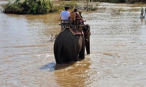Đắk Lắk: Bao giờ chấm dứt hình thức du lịch cưỡi voi?