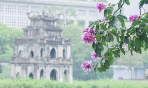 Sắc tím hoa bằng lăng 'nhuộm' khắp phố phường Hà Nội
