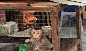 Phát hiện mua bán động vật hoang dã gọi ngay số điện thoại này
