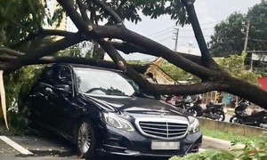 3 ô tô dừng đèn đỏ đường Võ Văn Kiệt bị cây đè trúng trong gió lốc